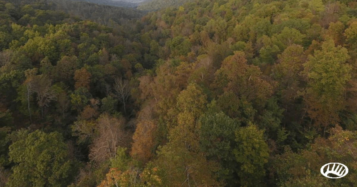 Featured Image for Arkansas Hunting Land